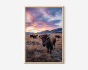 Yellowstone Bison Sunset Wall Art Print – American Wildlife Canvas & Framed Mountain Landscape Decor
