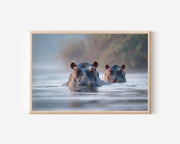 Zambezi Hippos Wall Art – African River Wildlife Photography Print