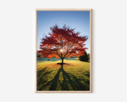 Red Autumn Tree Sunburst Wall Art Print | English Countryside Fall Foliage Photography | Lone Tree Morning Light Poster