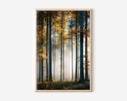 Autumn Beech Forest Mist Print | Tall Trees Golden Fog Wall Art | Fall Woodland Photography