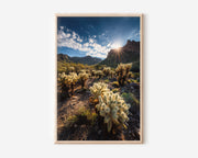 Arizona Desert Print | Cholla Cactus Sunburst Wall Art | Sonoran Desert Landscape | Southwest Photography Poster
