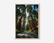 Sequoia National Park Road Print | Giant Redwood Forest Wall Art | California Sequoia Tree Road Photography Poster