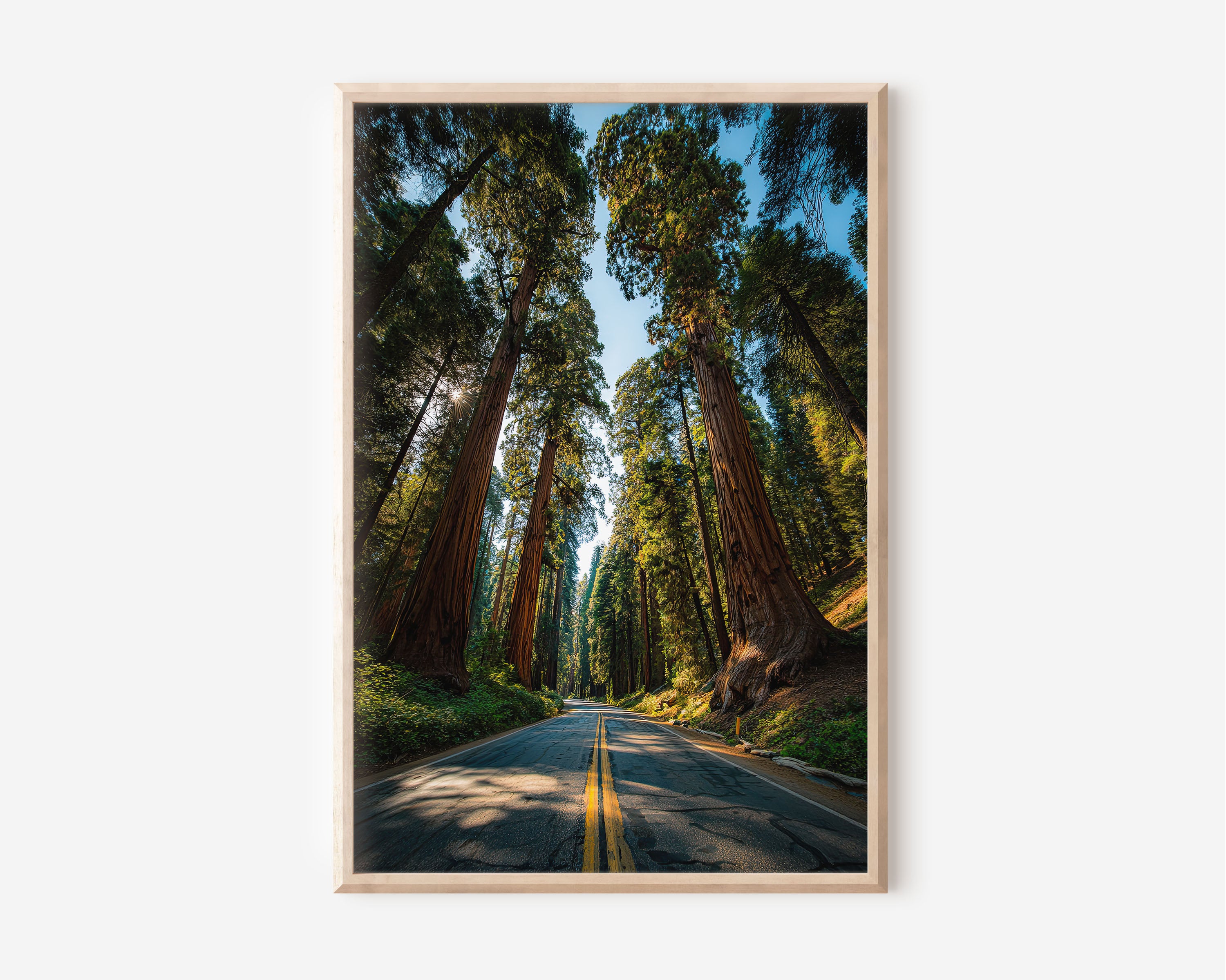 Sequoia National Park Road Print | Giant Redwood Forest Wall Art | California Sequoia Tree Road Photography Poster