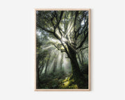 Enchanted Forest Sunbeam Print | Misty Woodland Light Wall Art | Ancient Tree Nature Photography