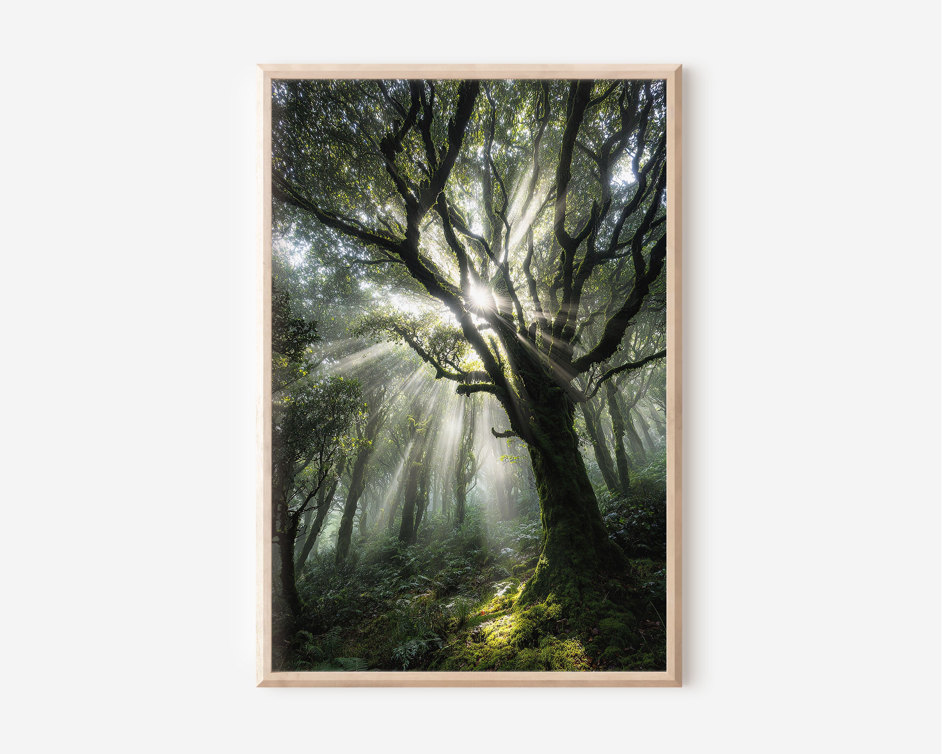 Enchanted Forest Sunbeam Print | Misty Woodland Light Wall Art | Ancient Tree Nature Photography