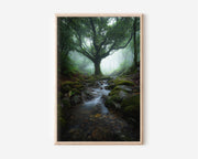 Enchanted Misty Forest Stream Print | Mystical Ancient Tree Wall Art | Tropical Rainforest Moss Rock Creek Landscape Photography Poster