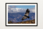 Andean Condor