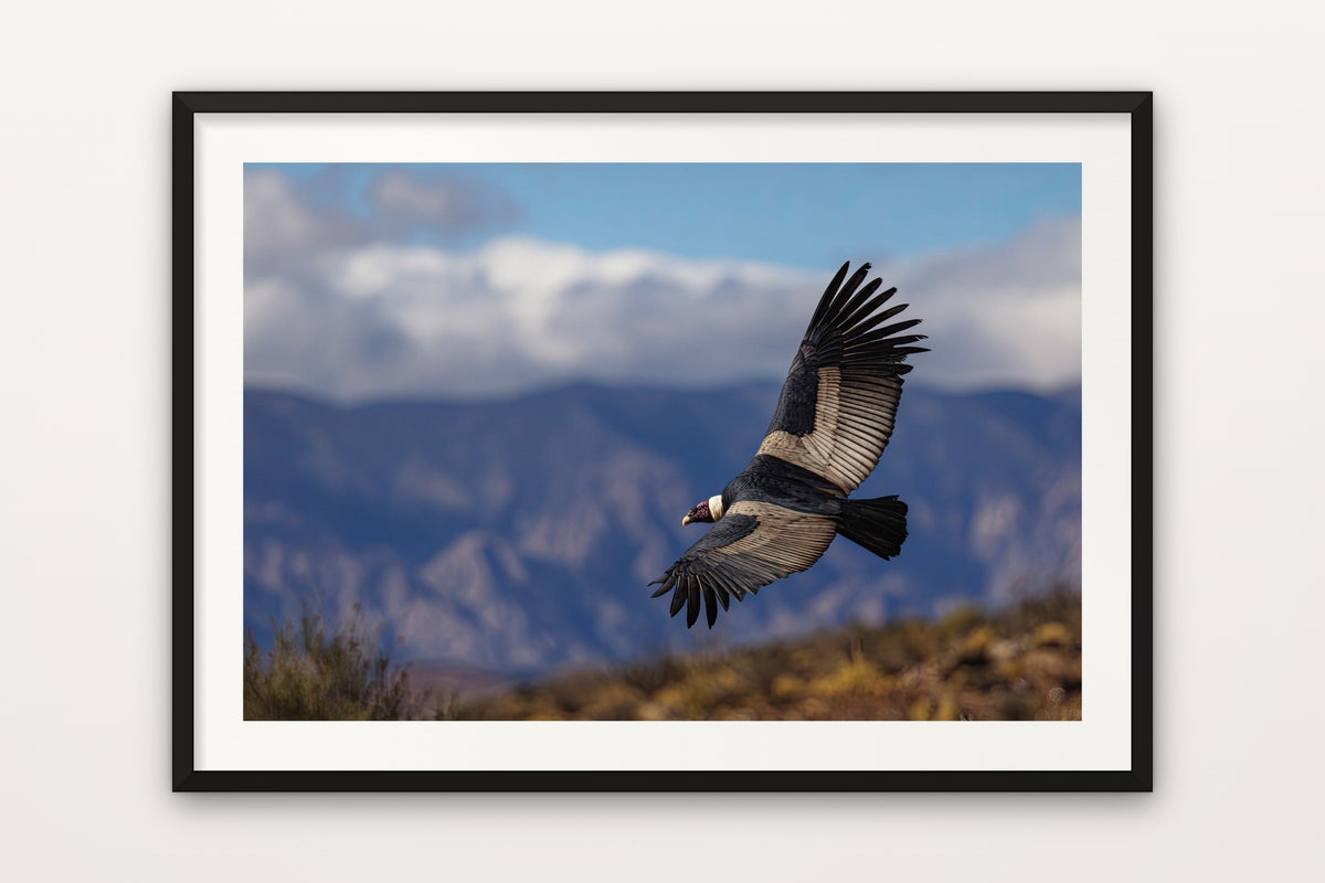 Andean Condor wall art print – An Andean condor soaring over Patagonia