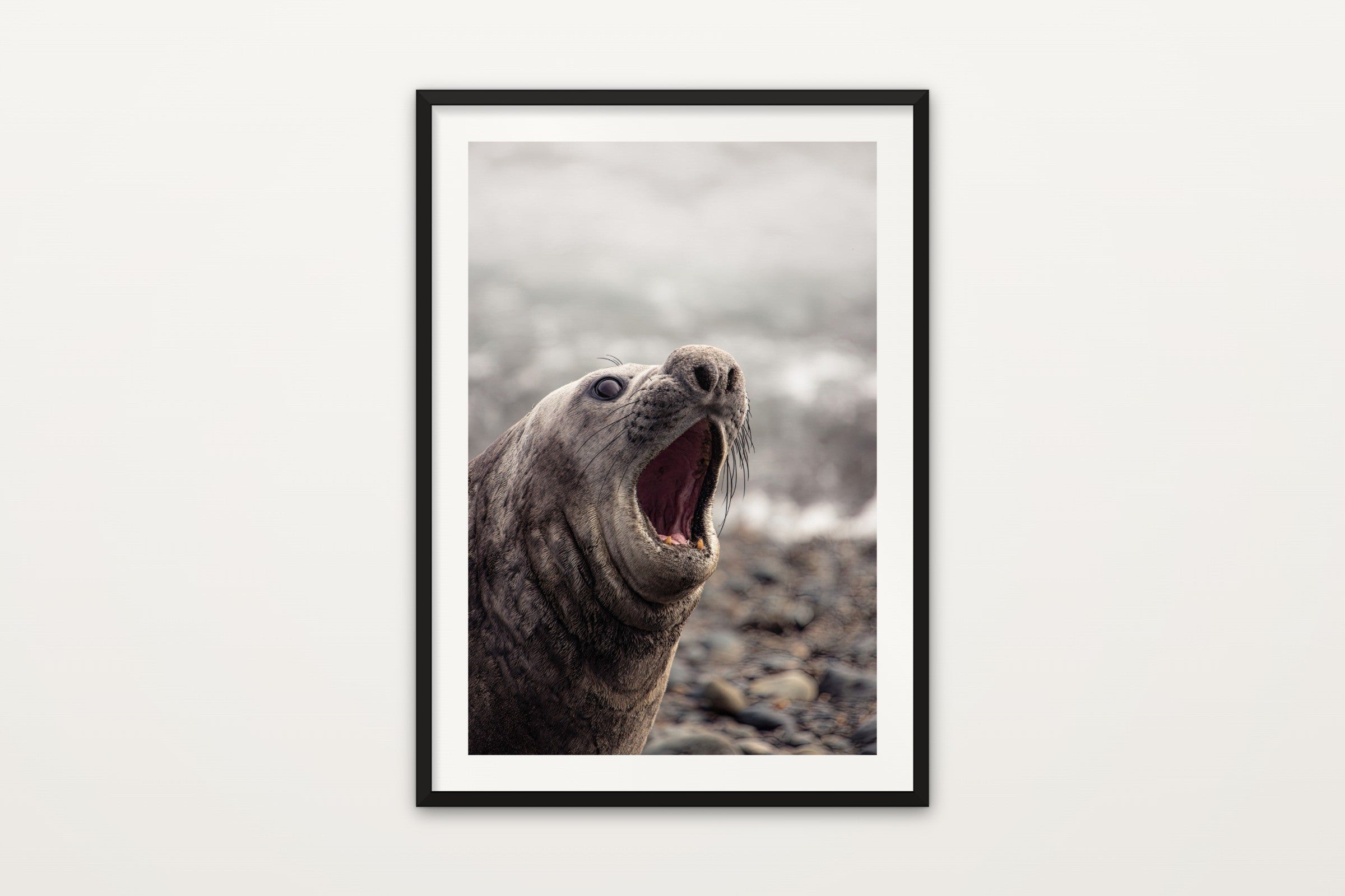 Elephant Seal II