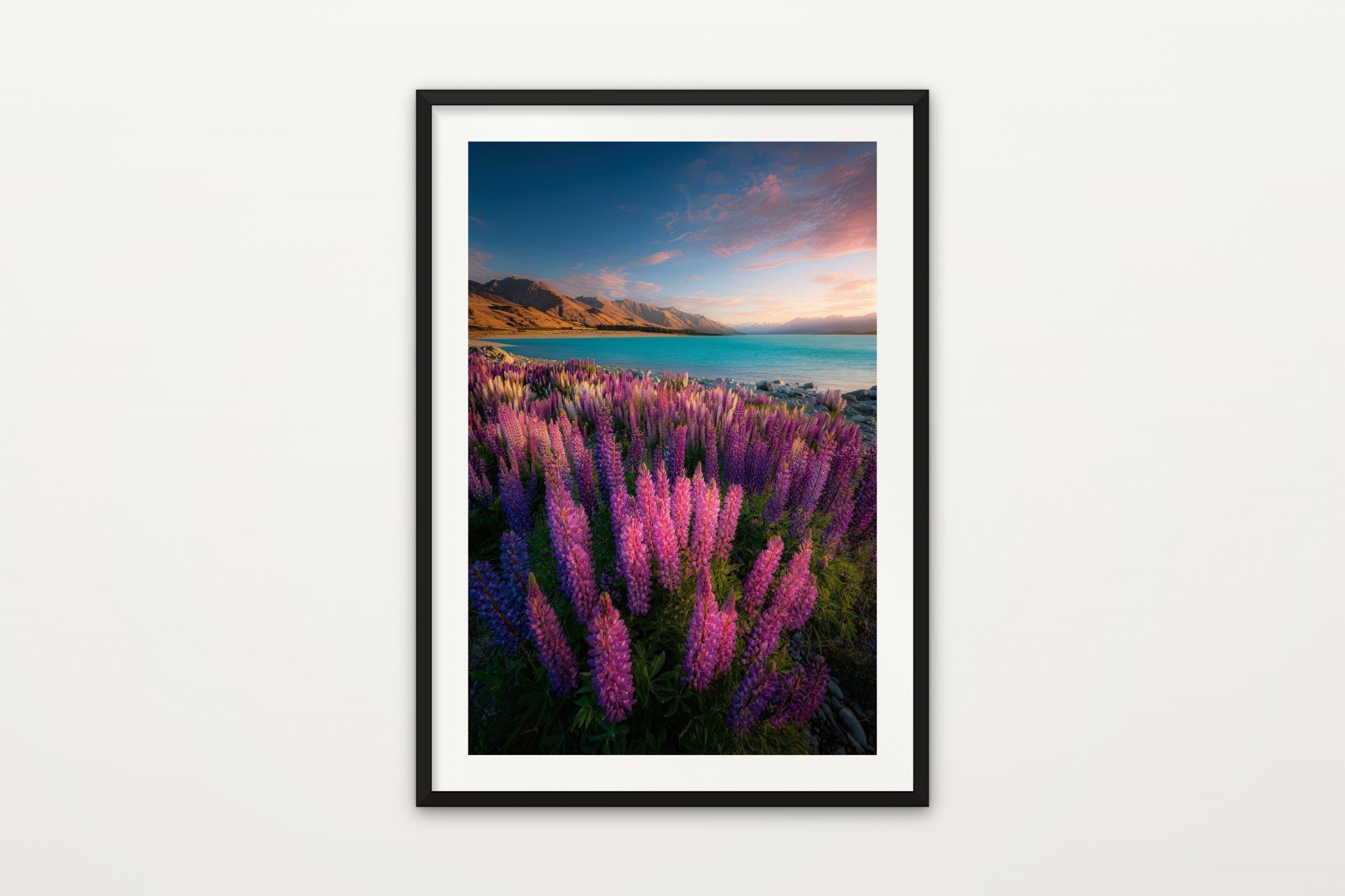 Tekapo Lupins III