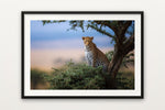Leopard in a Tree II