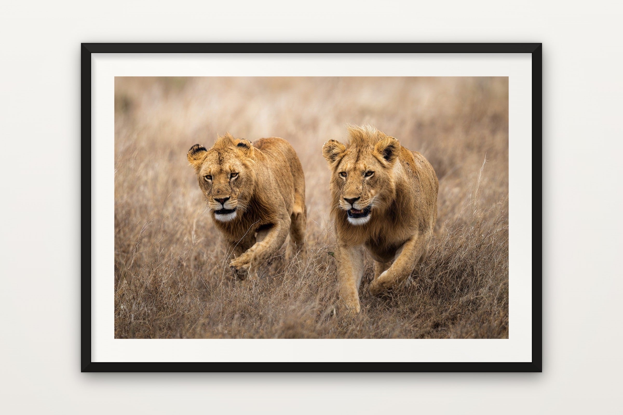 Lions Hunting