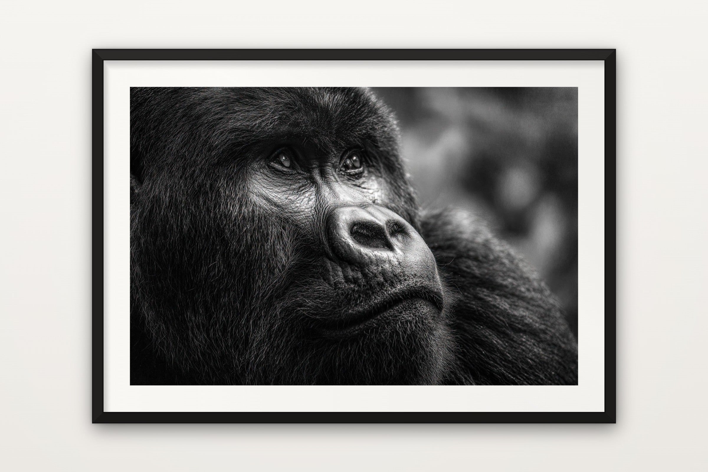 Gorilla Portrait