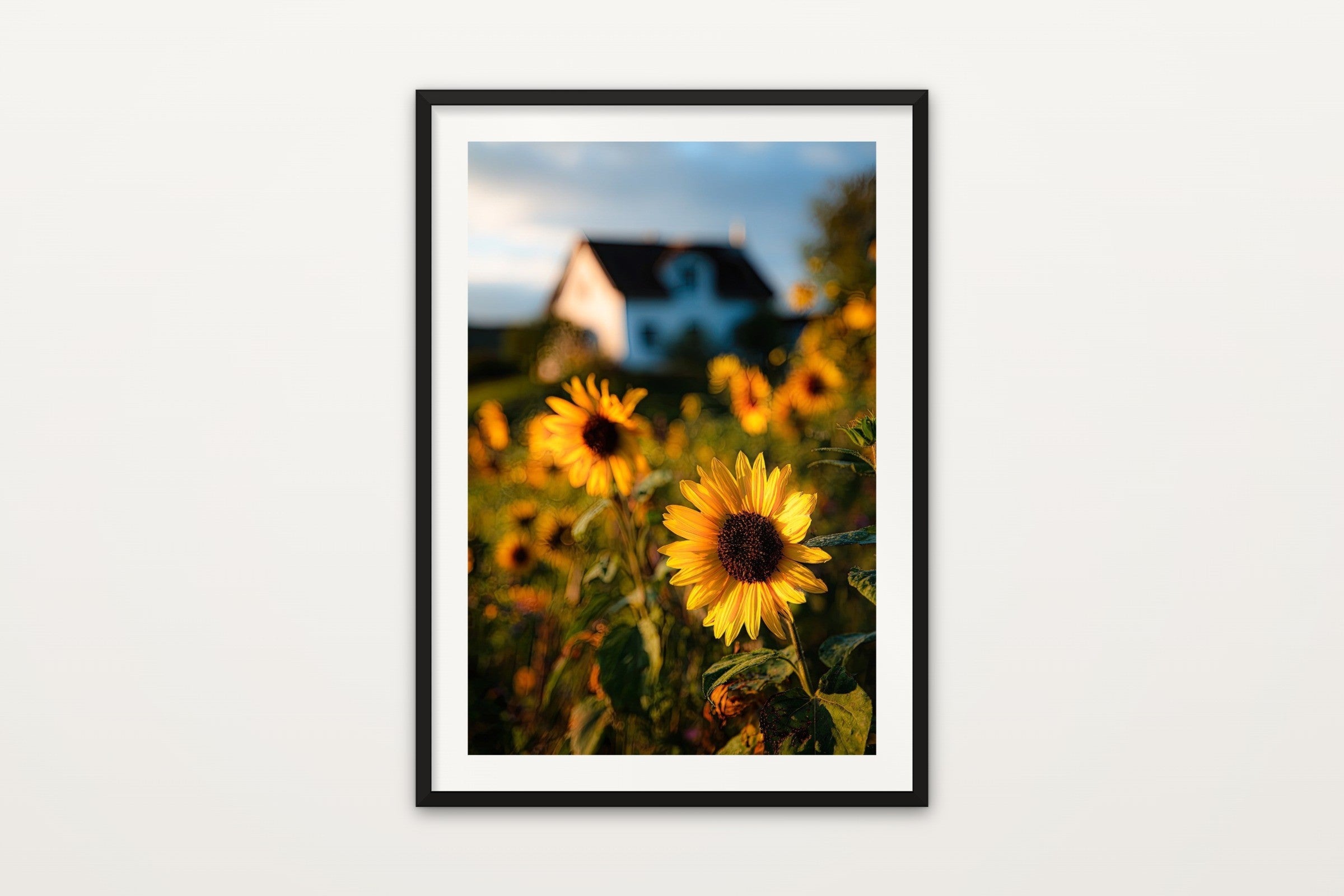 Sunflower Field