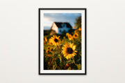 Sunflower Field