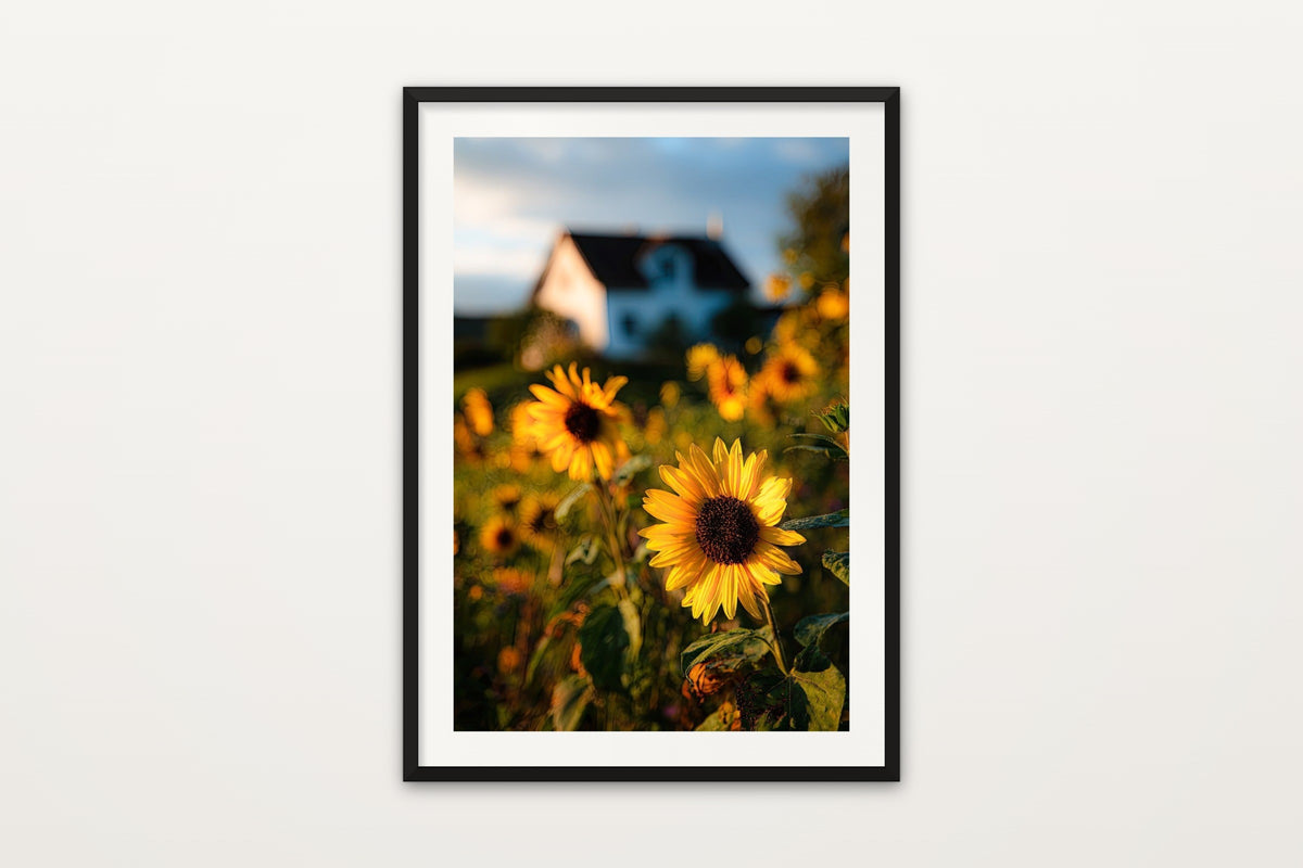 Sunflower Field wall art print – A golden sunflower field by a farmhouse