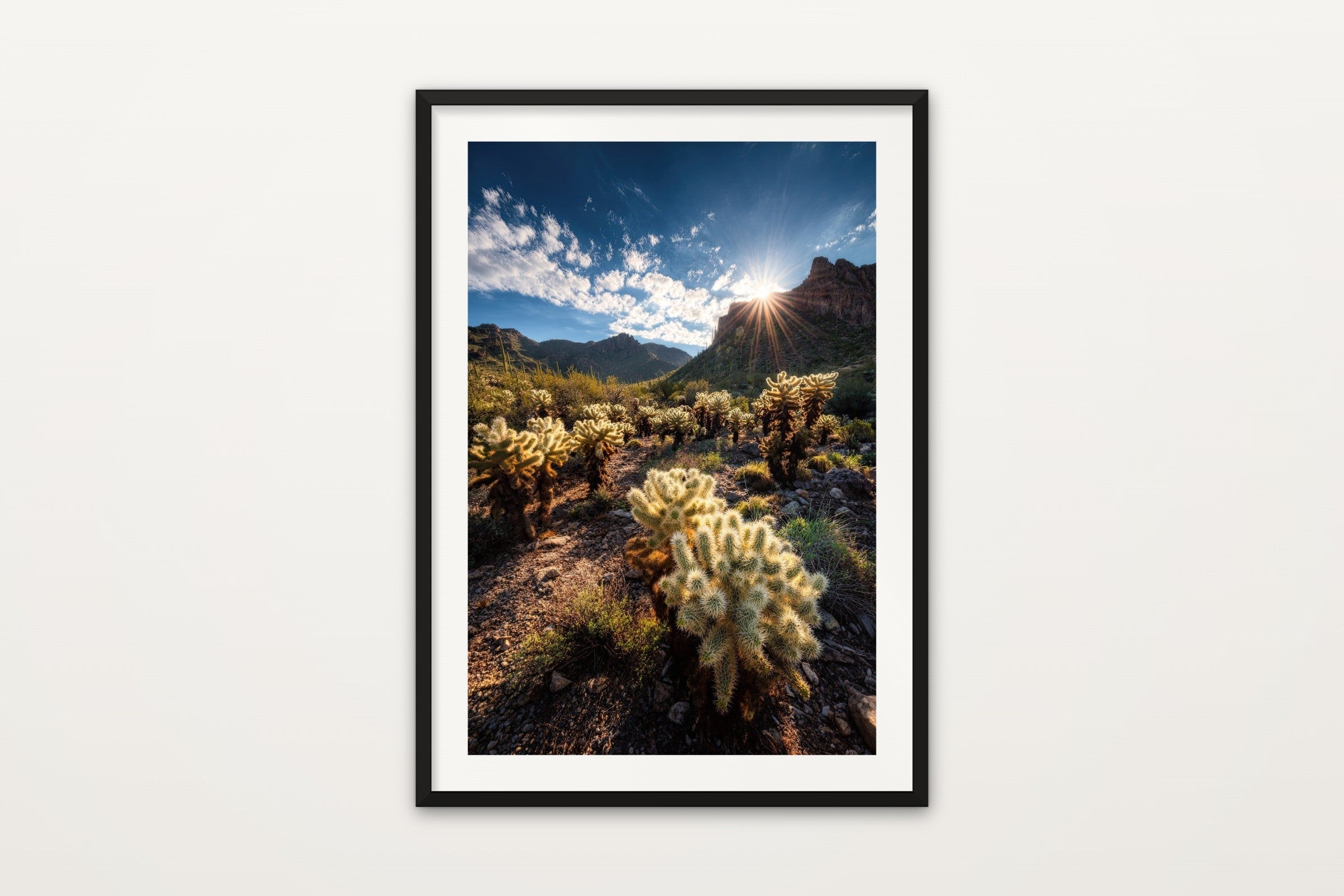 Cholla Cactus