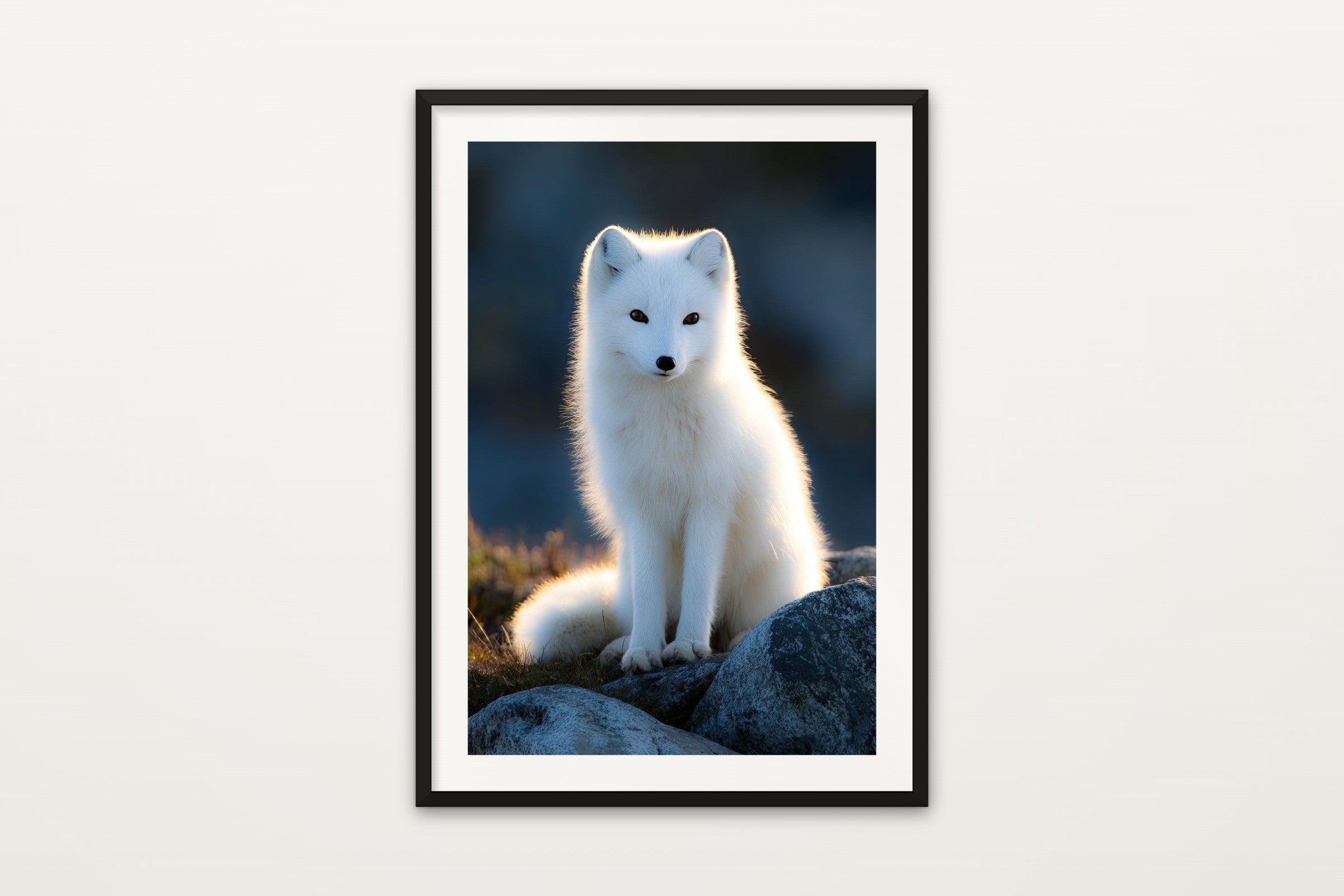 Arctic Fox II