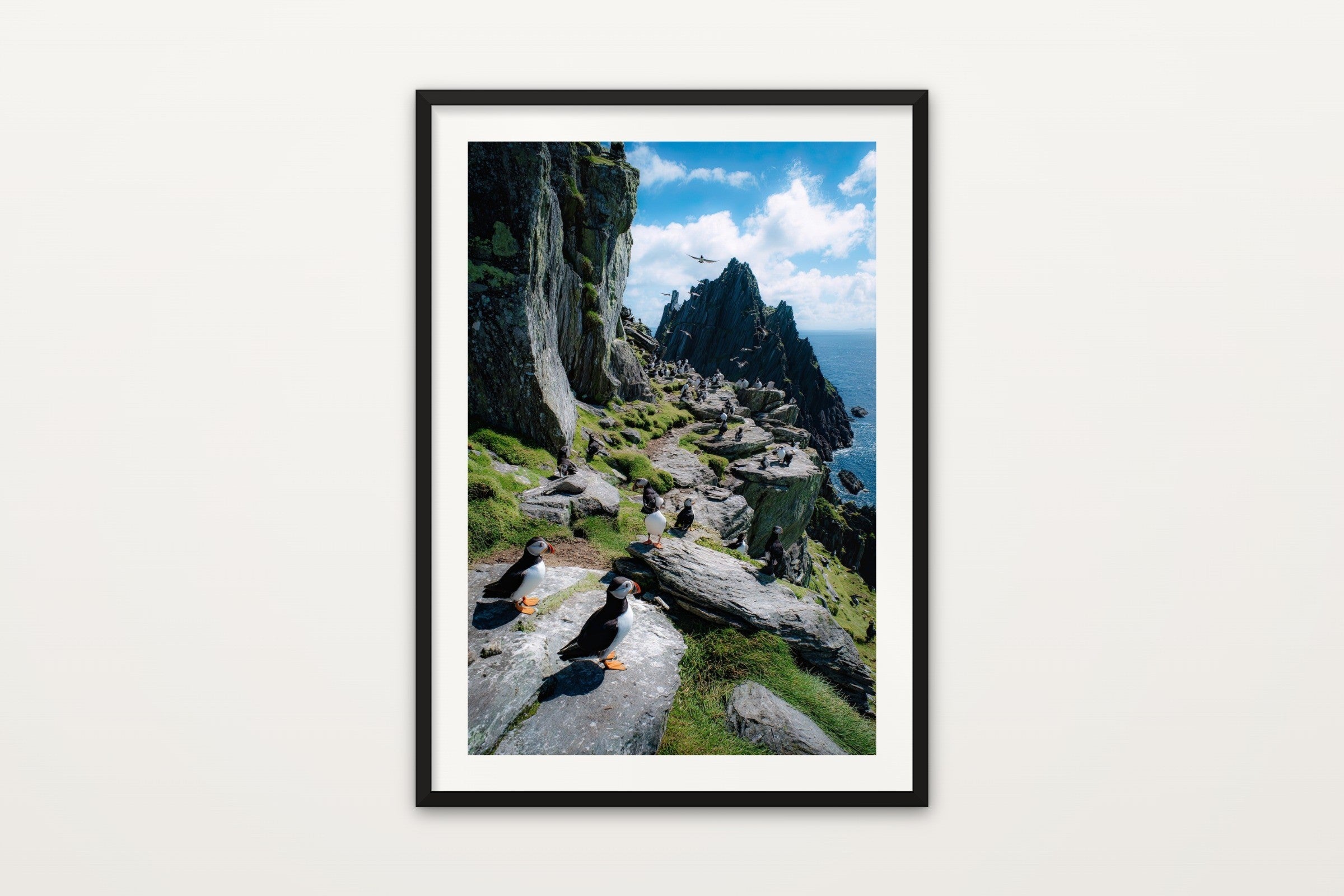 Puffin Colony