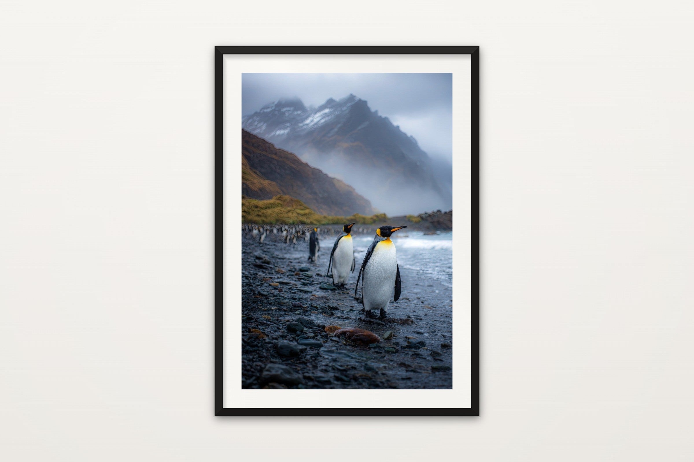 King Penguin II