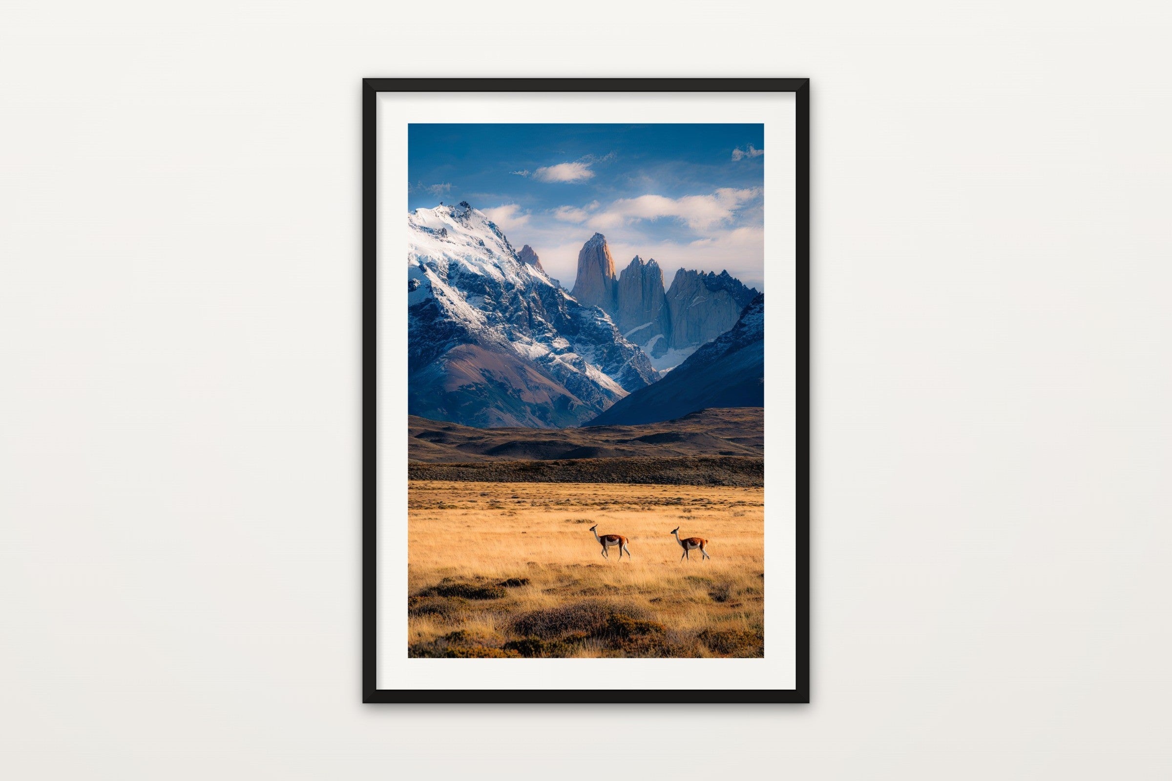 Guanaco, Torres del Paine