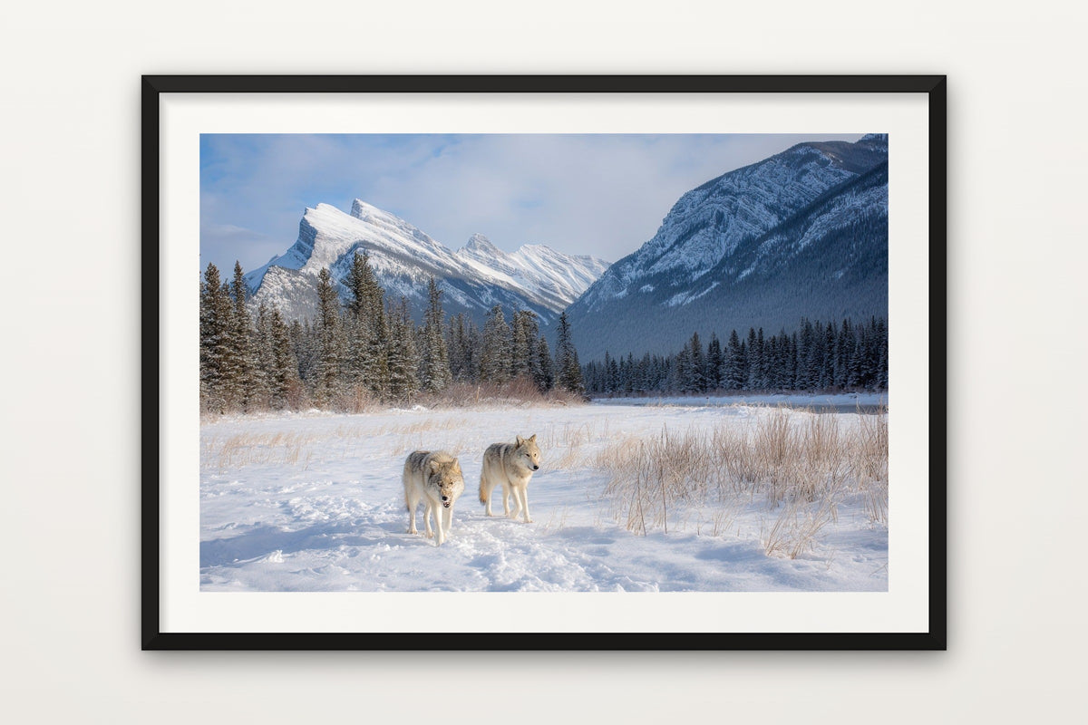 Banff Wolf wall art print – A wolf in the snowy mountains of Banff, Canada
