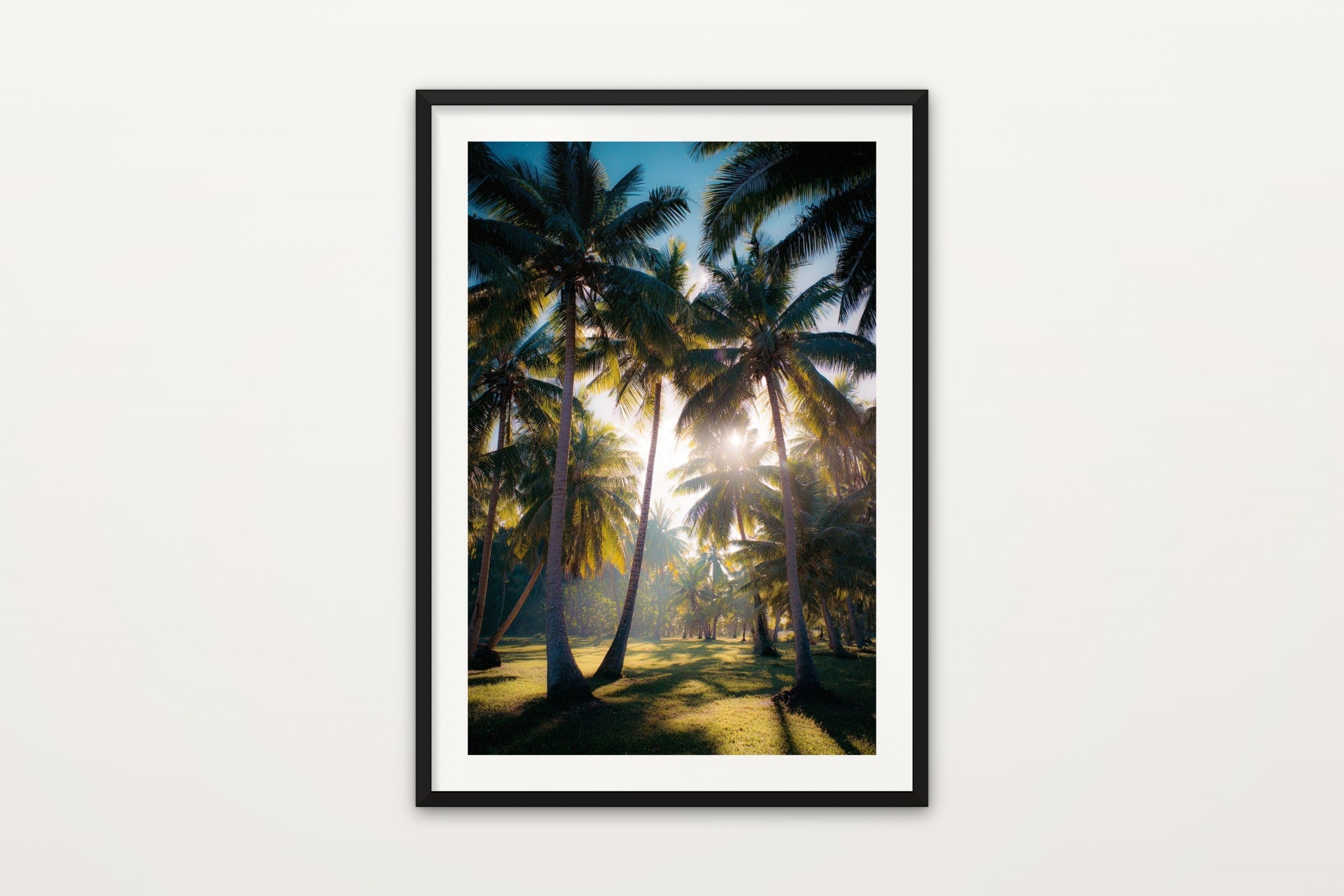 Rarotonga Palm Grove