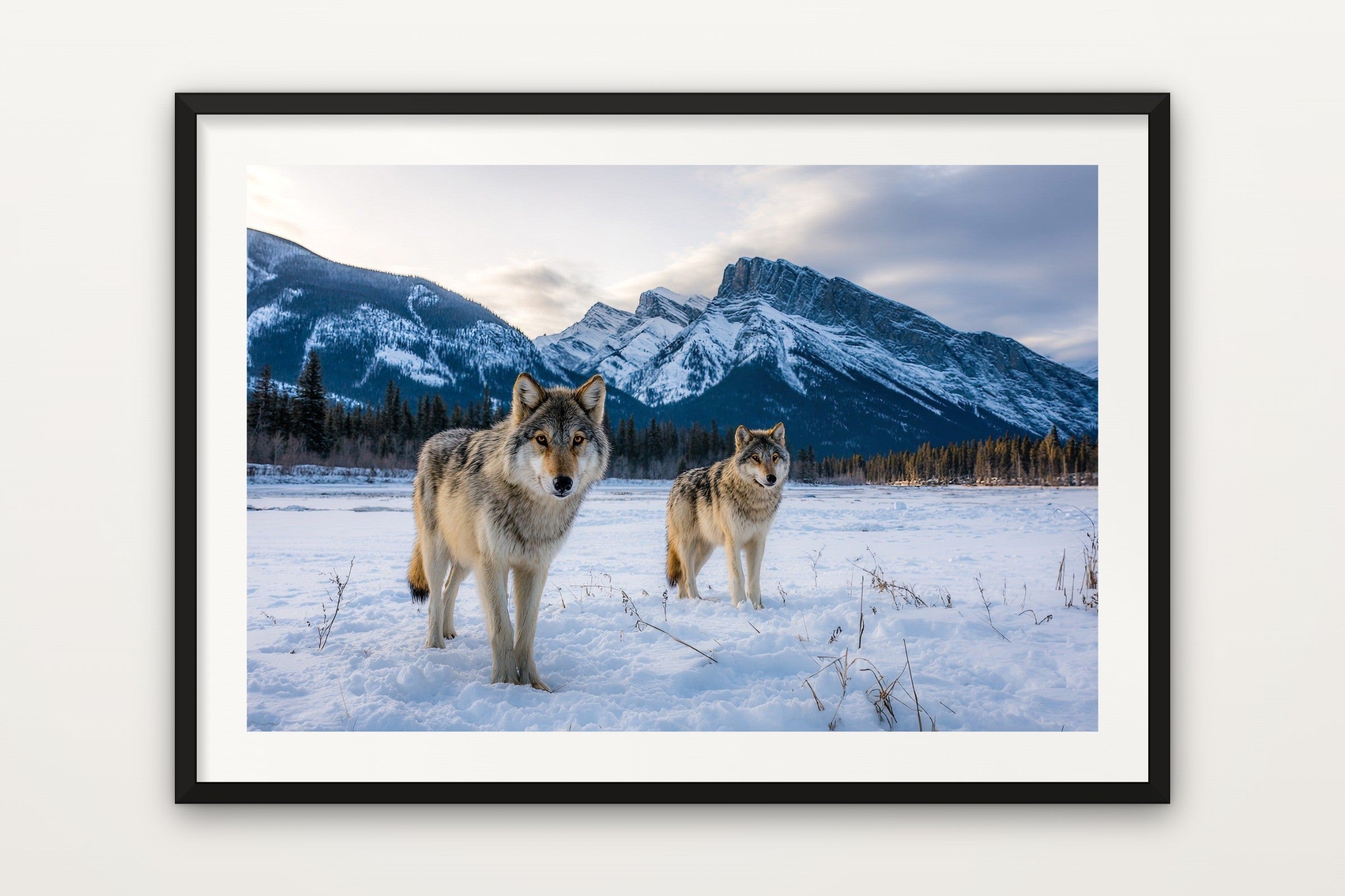 Banff Wolves
