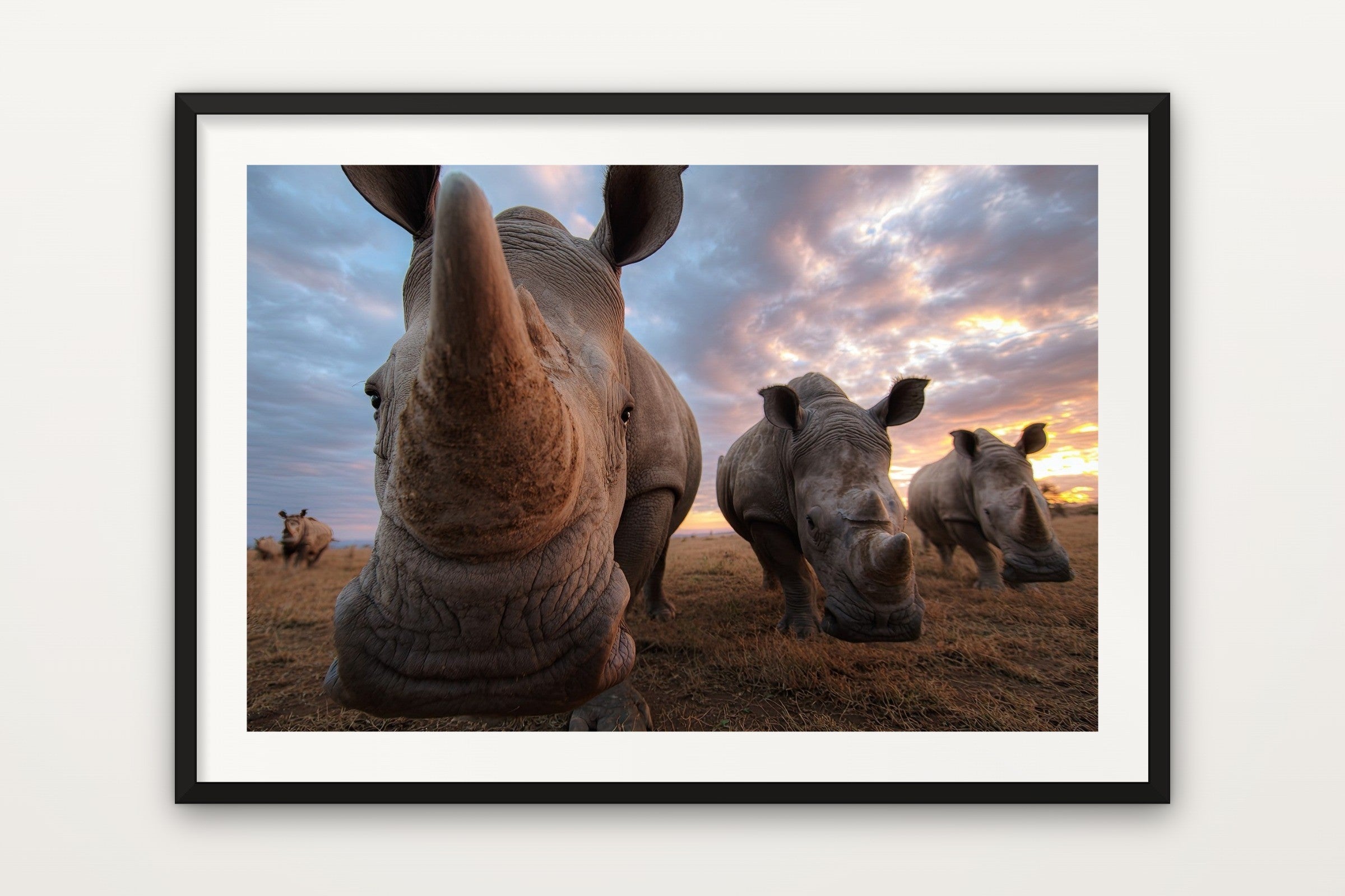 Rhino at Sunset