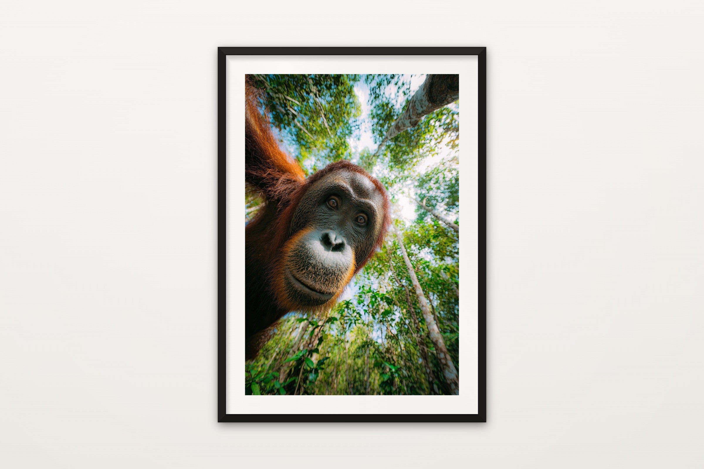 Orangutan III
