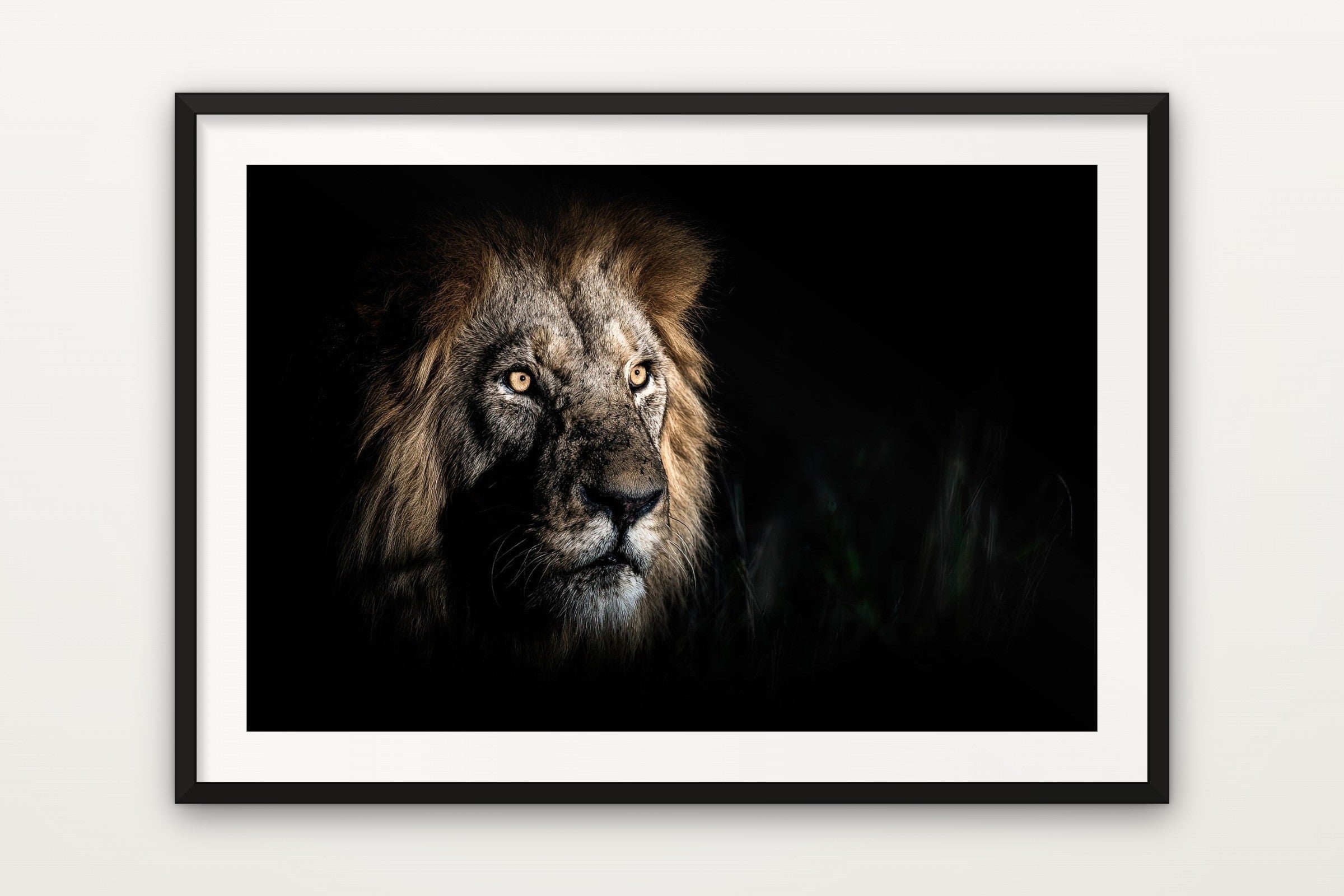 Lion in Low Key