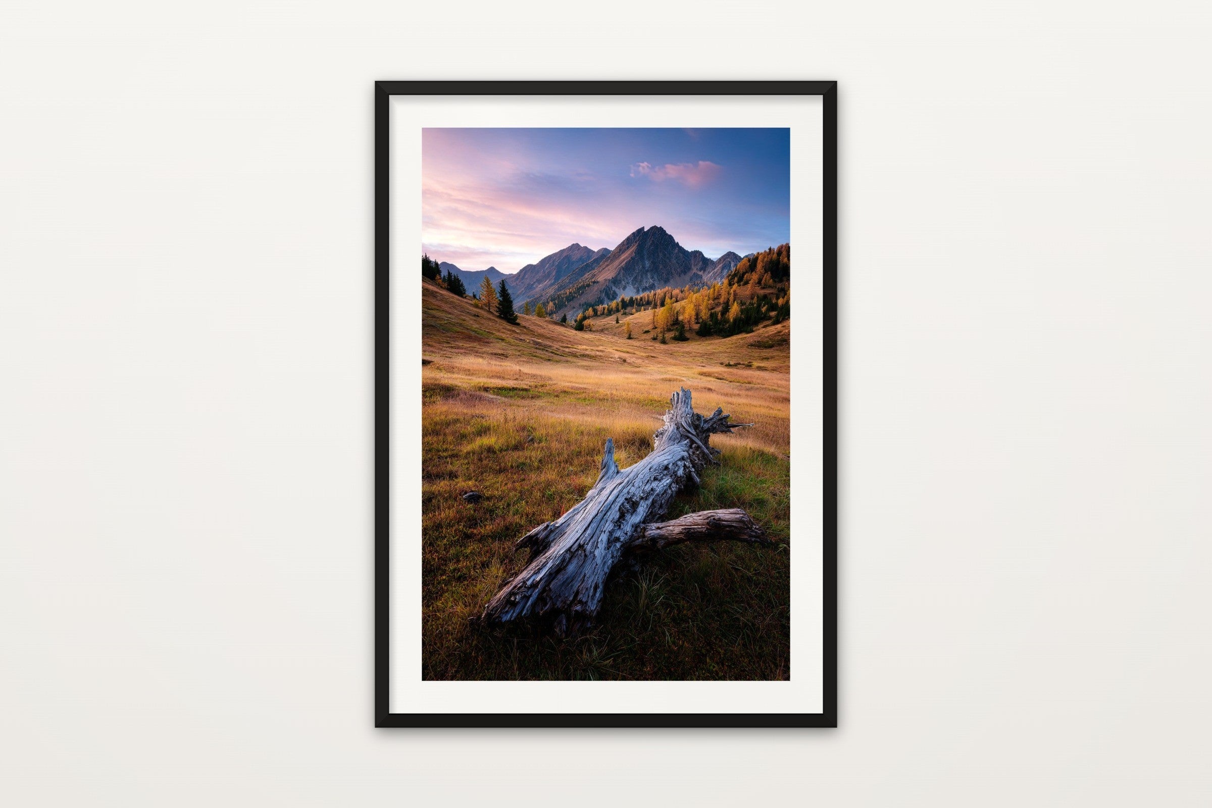 Larch Meadow at Sunset