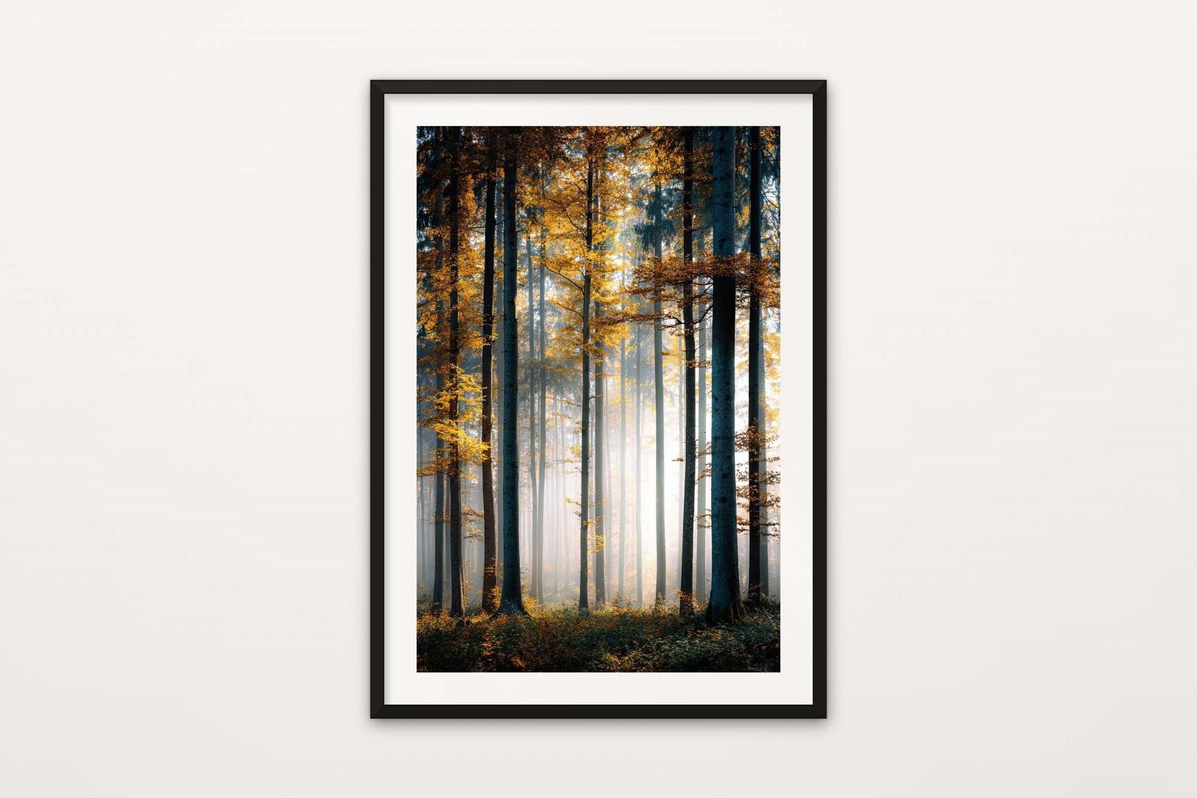 Beech Forest in Mist