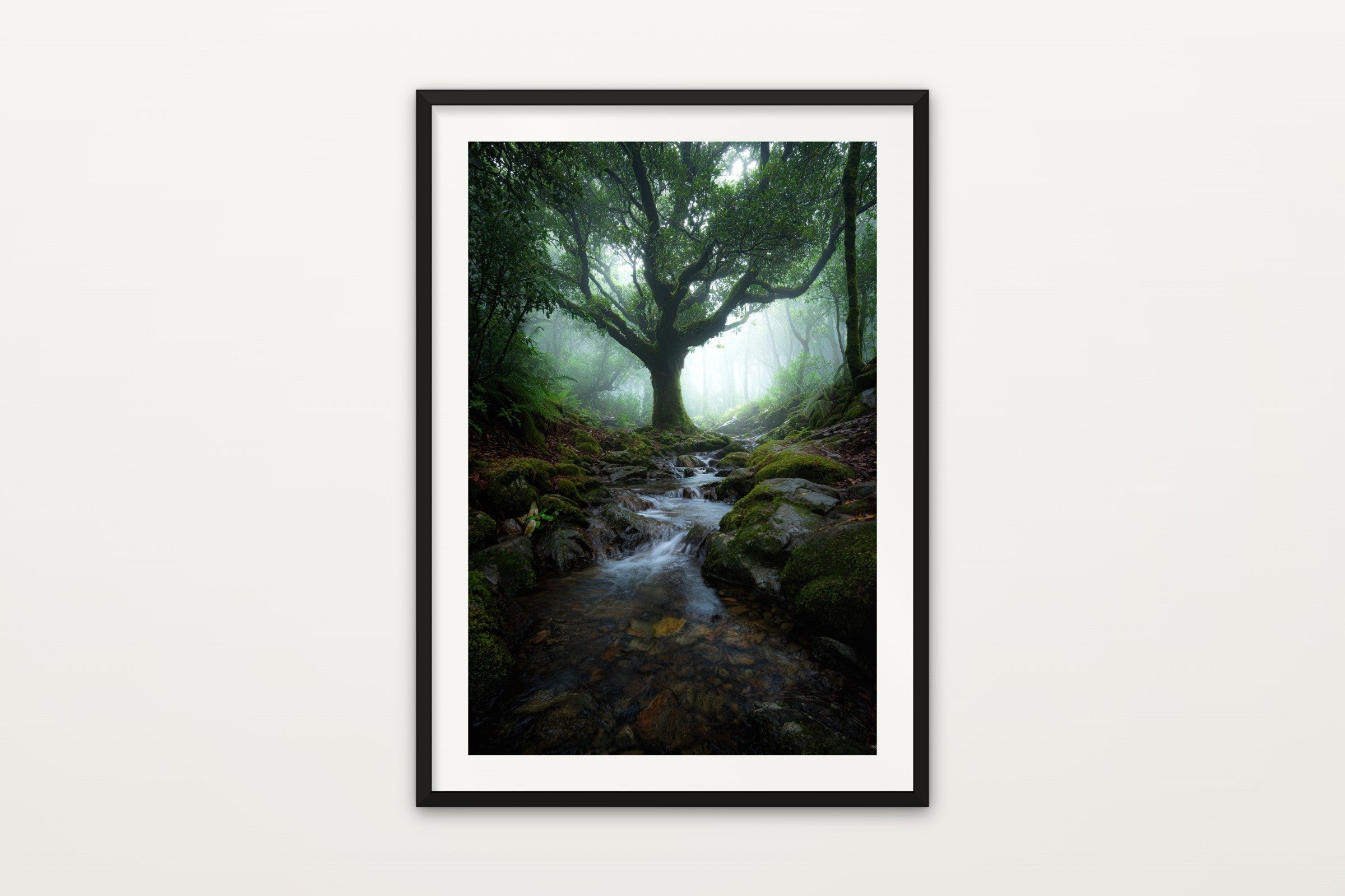 Enchanted Forest Stream