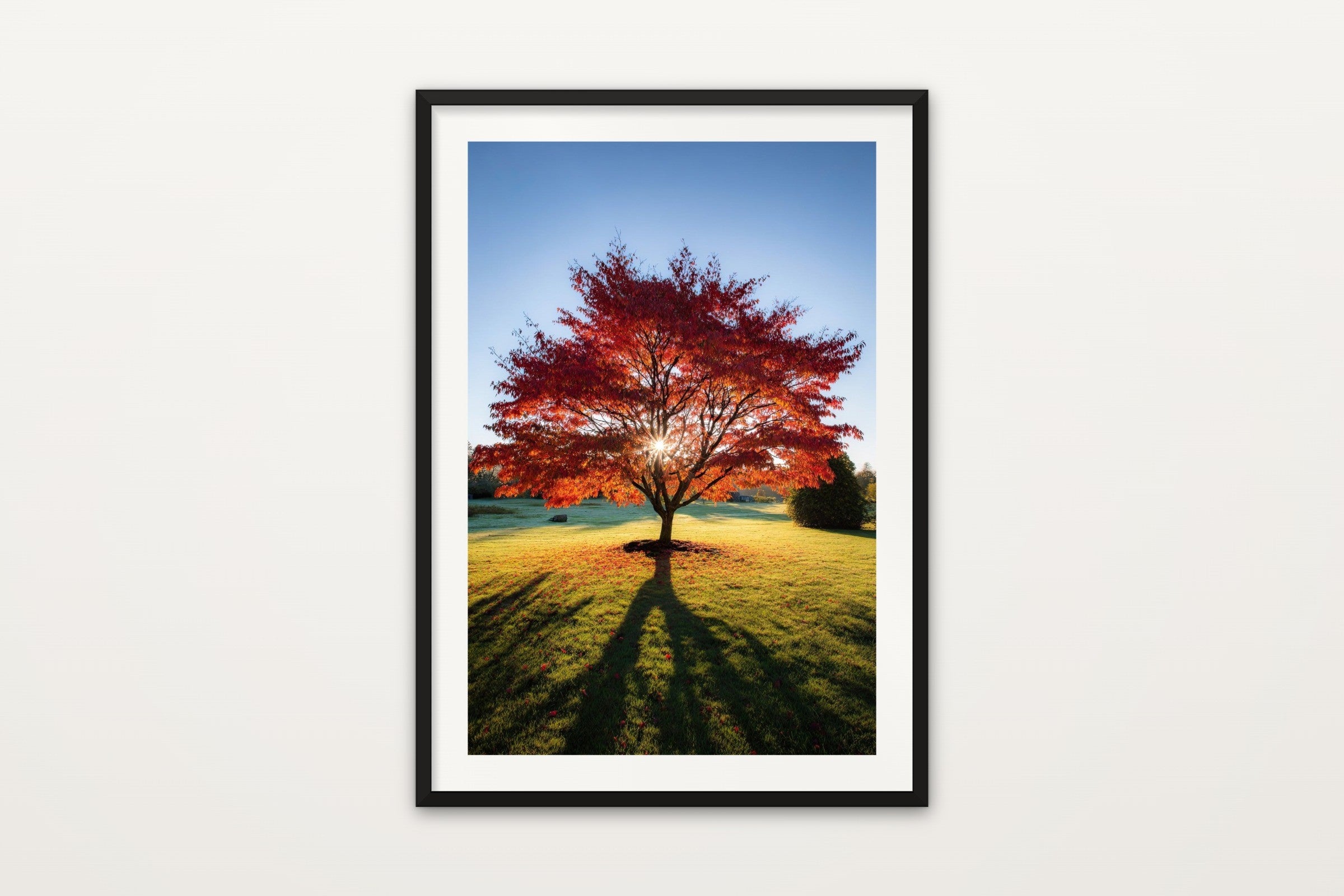 Red Autumn Tree