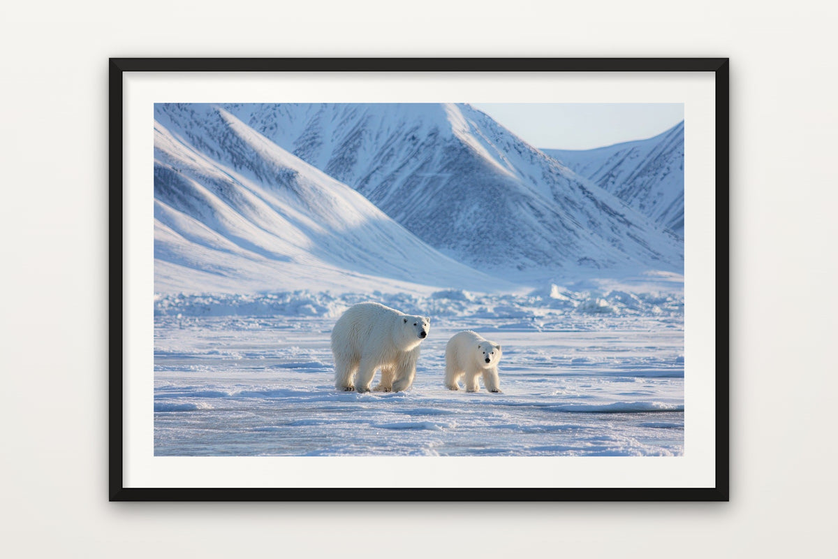 Silent Tundra wall art print – Polar bears on the Arctic tundra of Svalbard