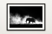Elephant in the Dust