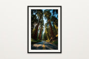 Sequoia Road