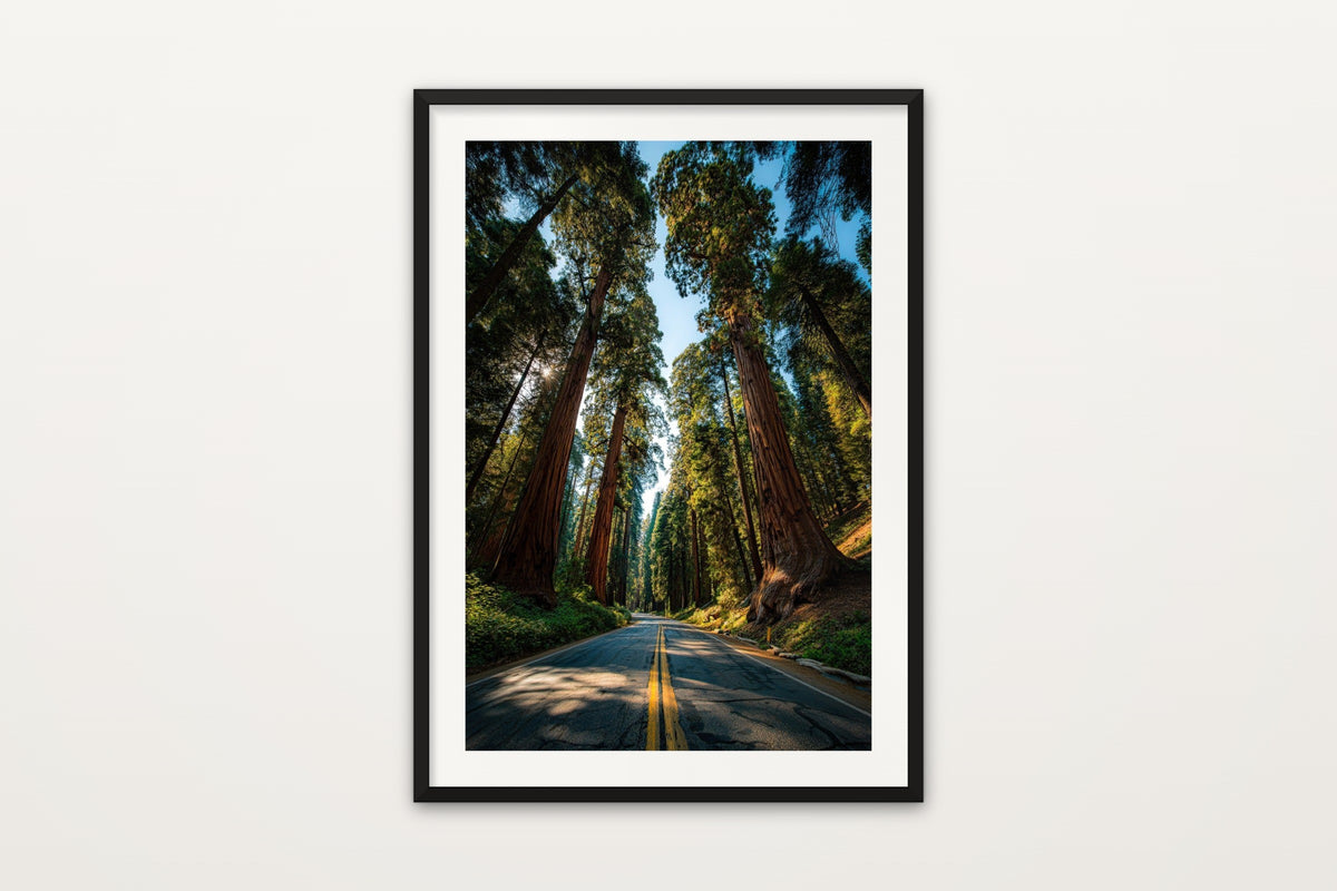 Sequoia Road wall art print – A road through the giant sequoias of Sequoia National Park, California