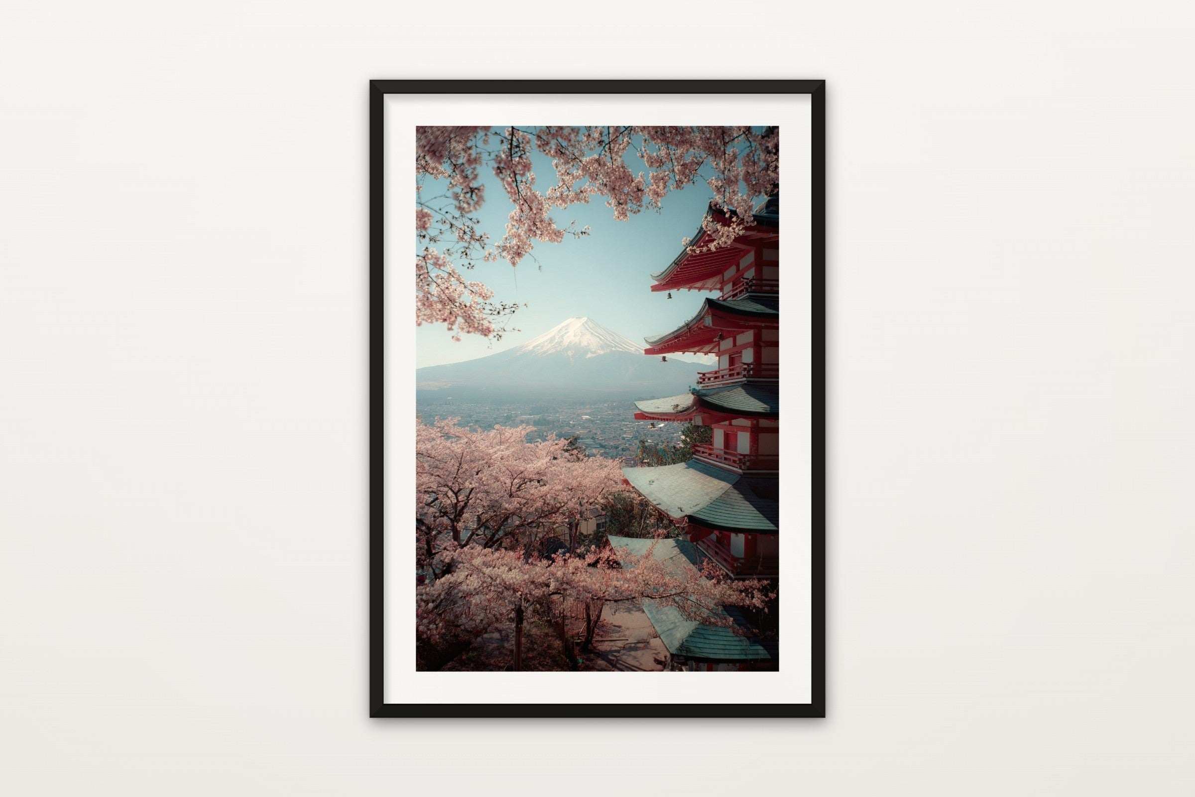 Fuji in Cherry Blossom