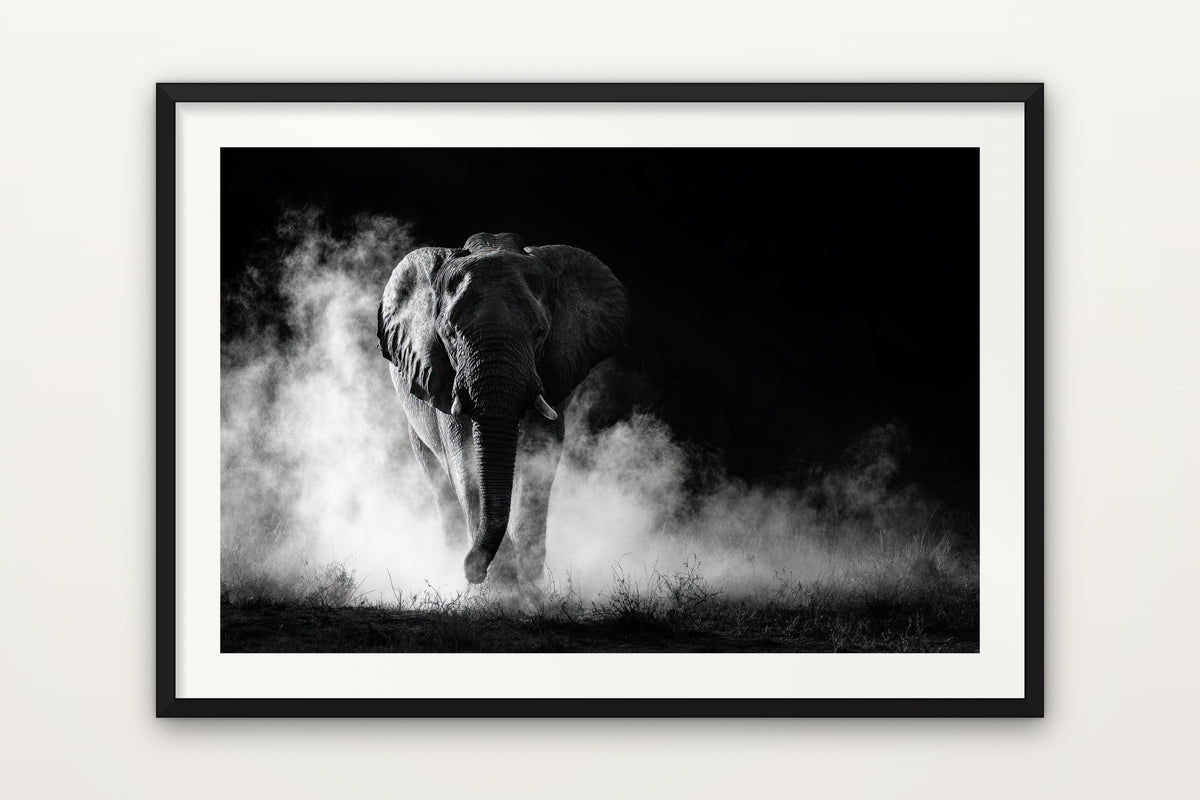 Charging Elephant wall art print – A charging African bull elephant in black and white