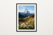 Matterhorn Wildflowers II