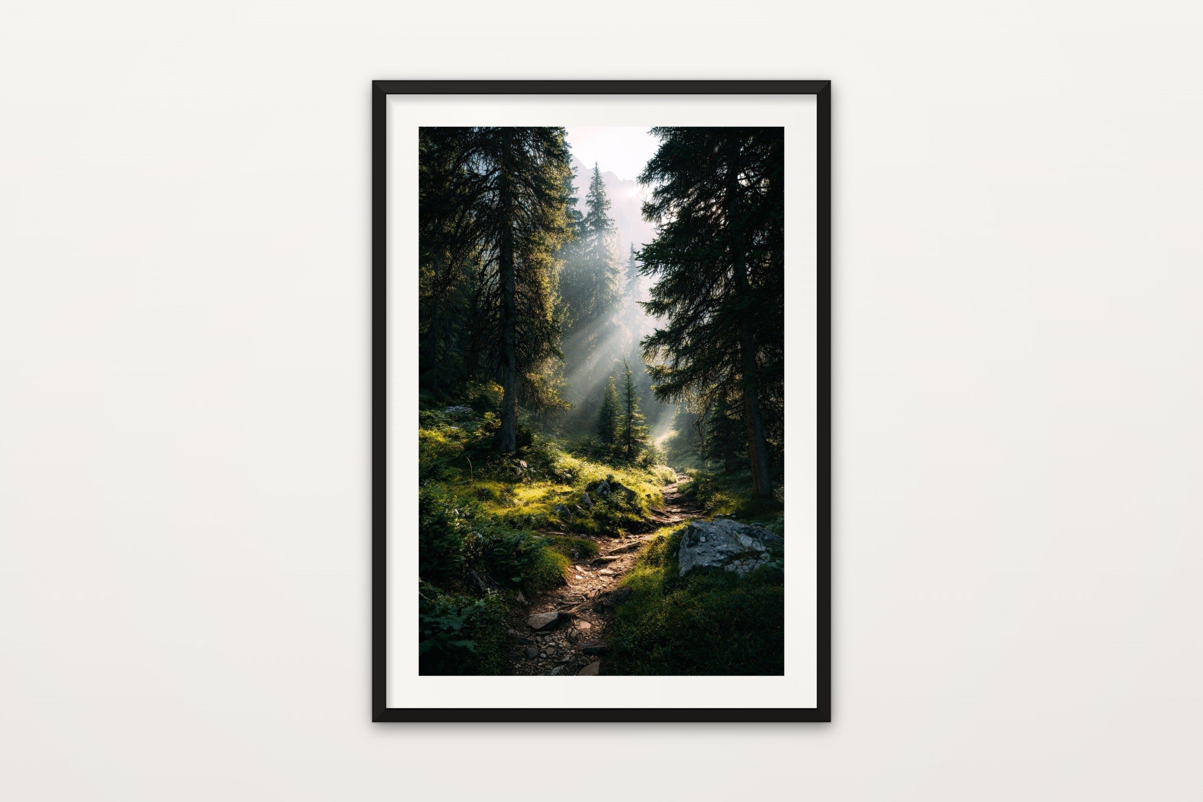 Sun Rays Through Pines