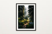 Sun Rays Through Pines