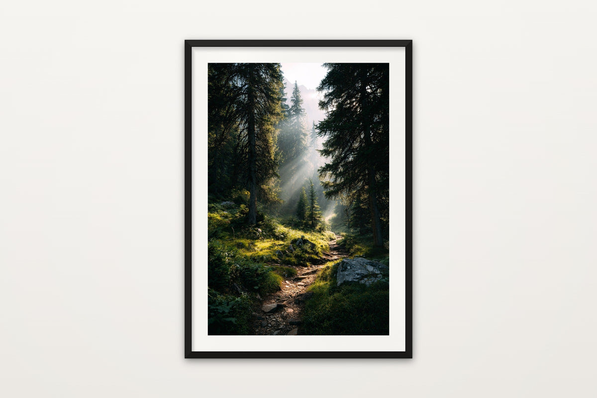 Sun Rays Through Pines wall art print – Sun rays through a misty alpine pine forest path