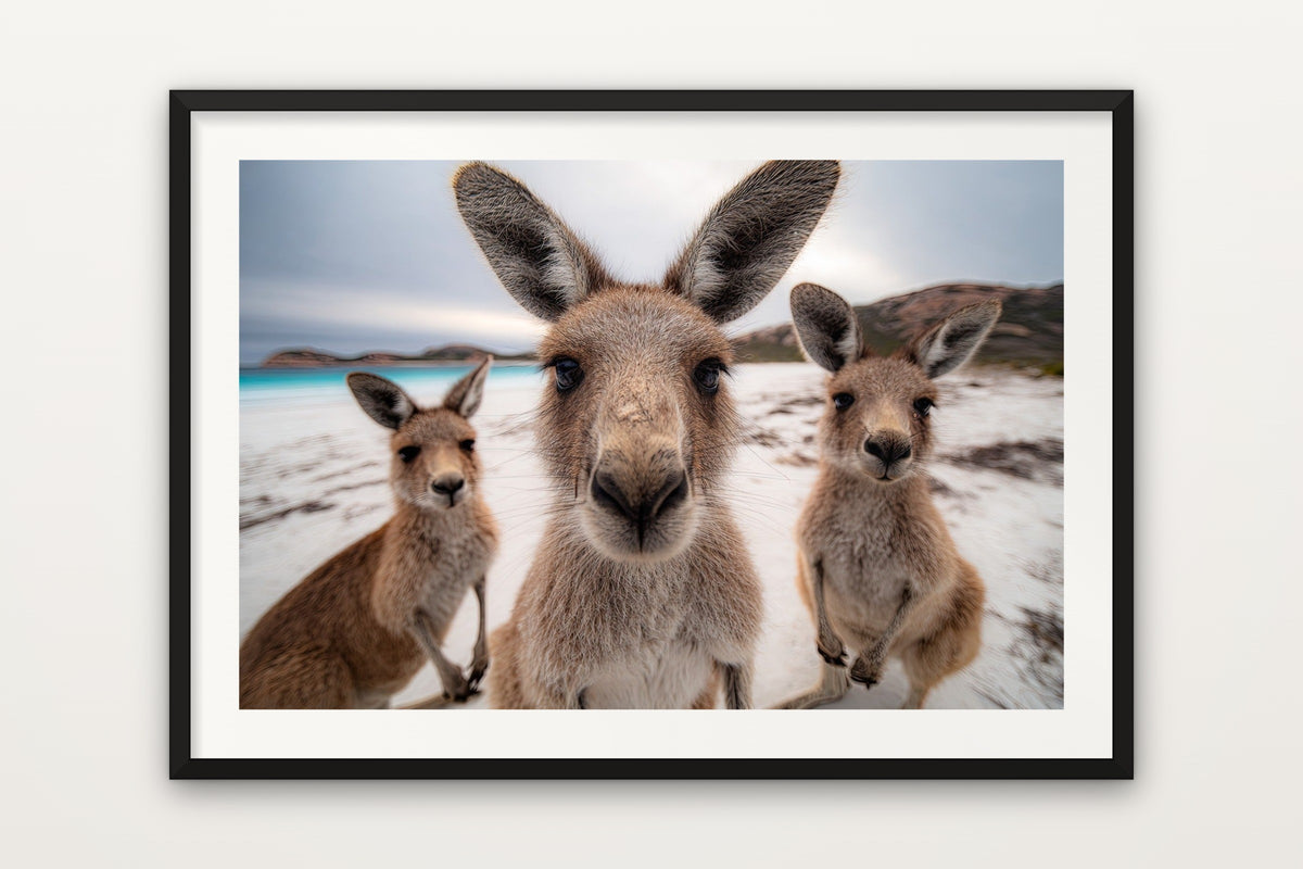 Kangaroo on the Beach wall art print – A kangaroo on an Australian beach
