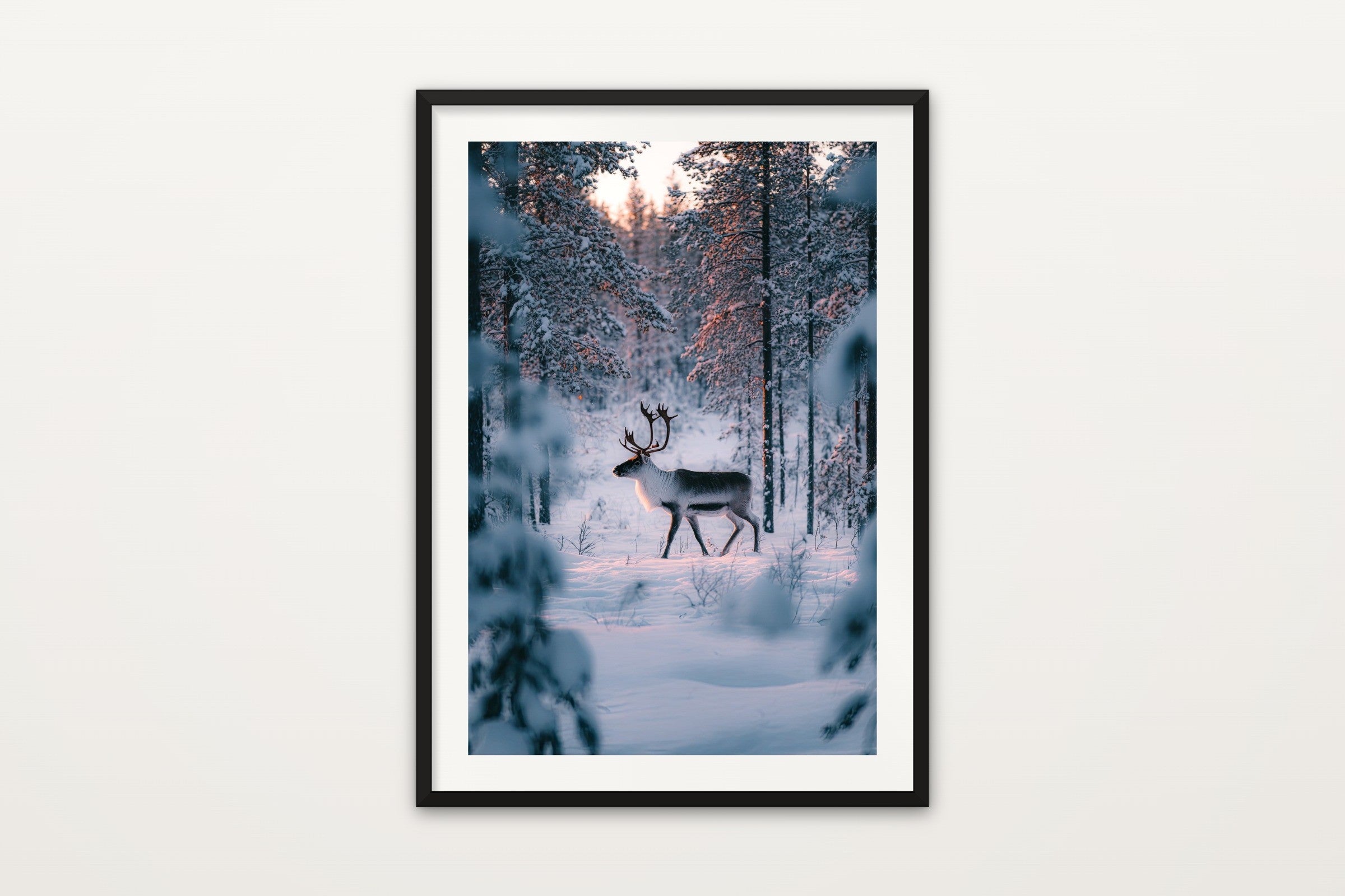 Reindeer in Lapland