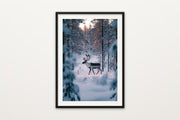 Reindeer in Lapland