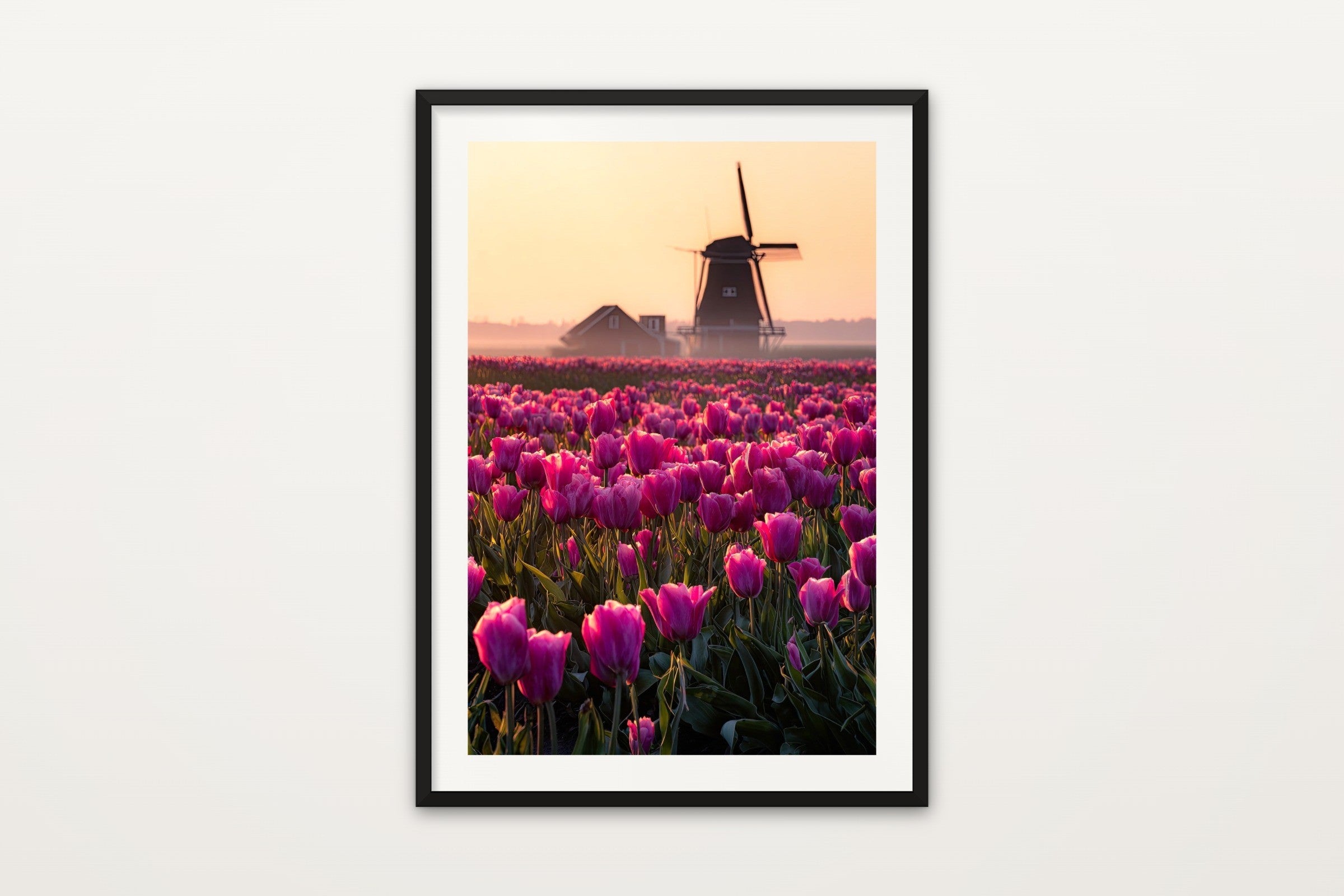 Tulip Field in Mist