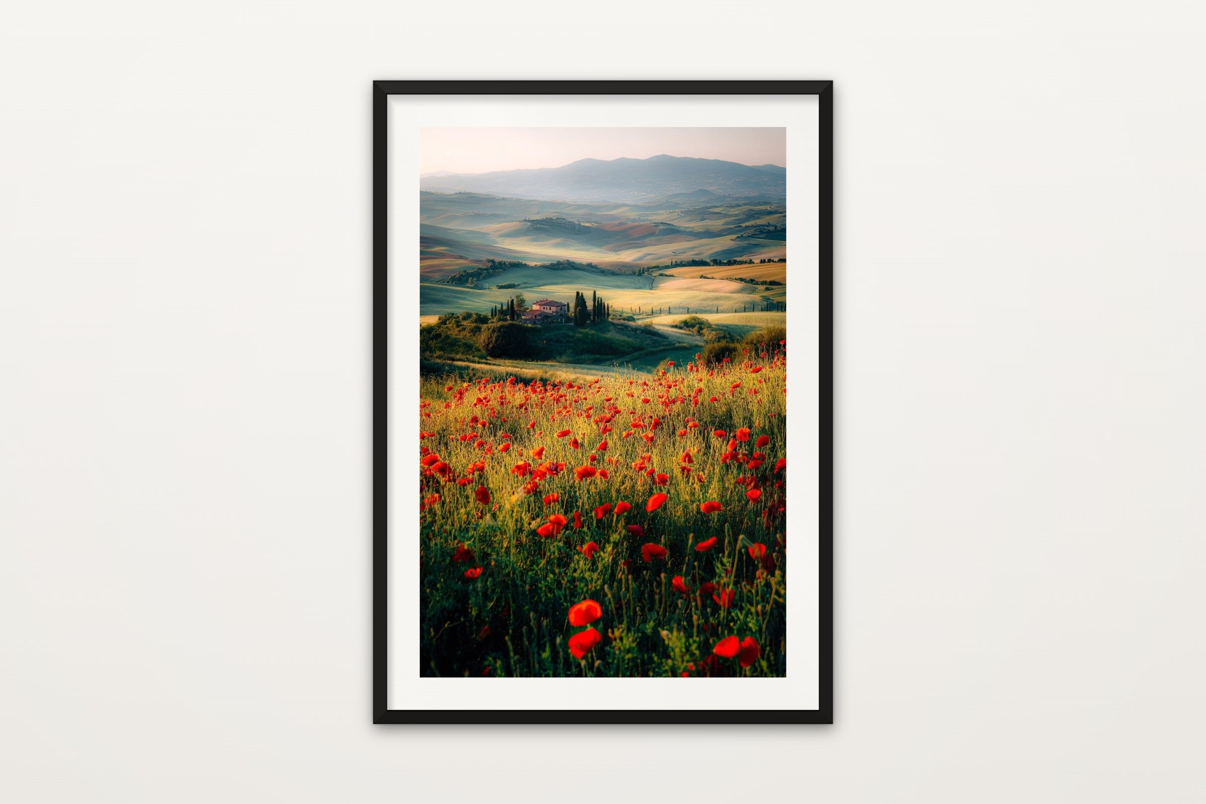 Poppy Field at Morning